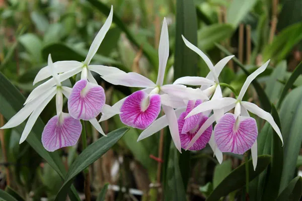 Brassolaelia Morning Glory 'Valentine Kiss'