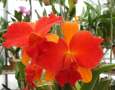 Sophrolaeliocattleya Sunrise Doll 'Venus'