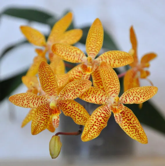 Renanthopsis Mildred Jameson 'Bonsall'