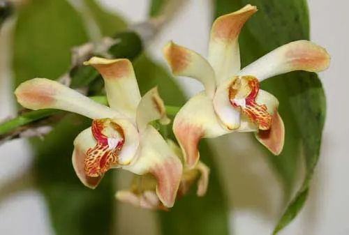 Chysis laevis