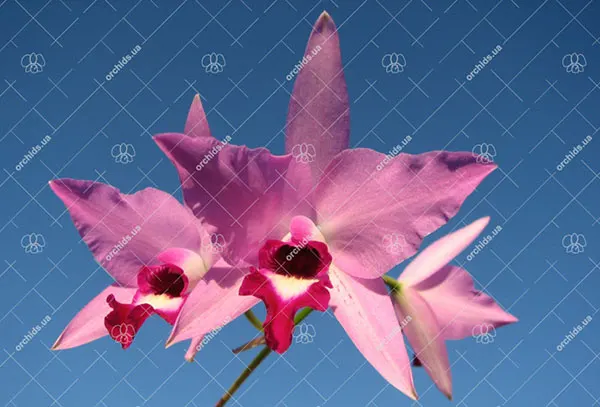 Laelia anceps guerrero x Laelia rubescens