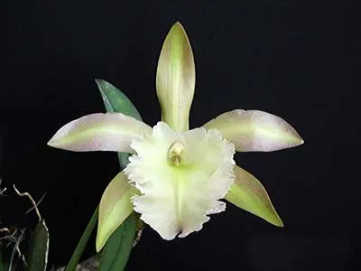 Rhyncholaelia Aristocrat (Rhyncholaelia glauca x Rhyncholaelia digbyana)