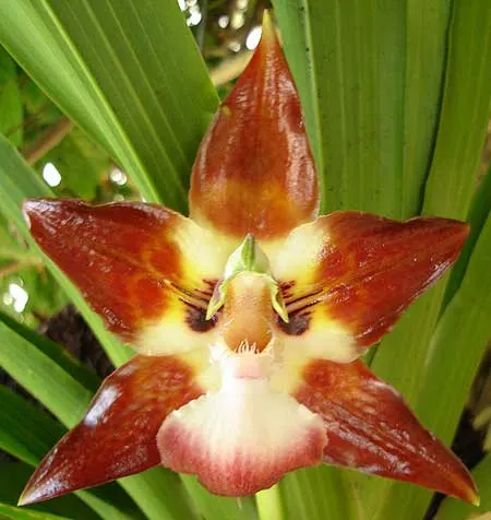 Huntleya vargasii