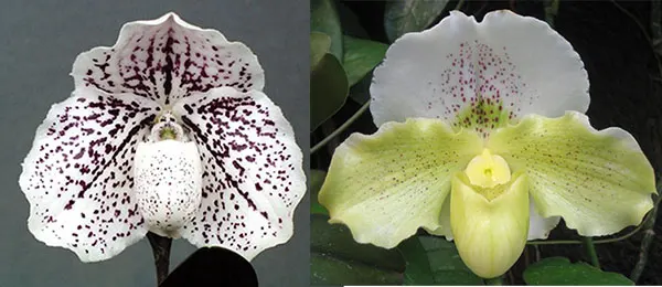 Paphiopedilum Virgo 'Toby' x Satin Veil 'In-Charm'