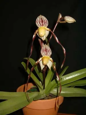 Paphiopedilum philippinense var. roebelenii