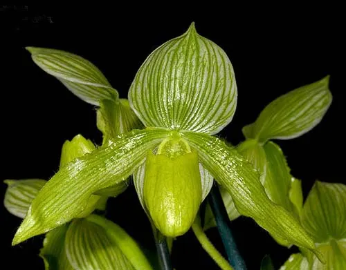 Paphiopedilum Somers Isles 'Green Bird' x Paphiopedilum philippinense var. album 'Charming'