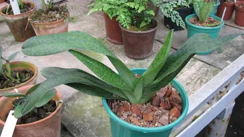 Paphiopedilum Somers Isles 'Green Bird' x Paphiopedilum philippinense var. album 'Charming'