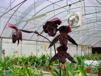 Paphiopedilum Redhawk 'Tris' x Saint Swithin 'In-Charm'