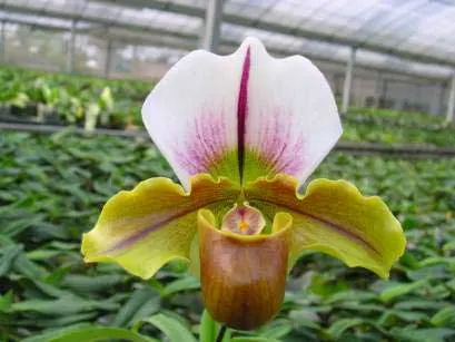 Paphiopedilum La Honda 'In-Charm' x Paphiopedilum spicerianum 'St. Alban'