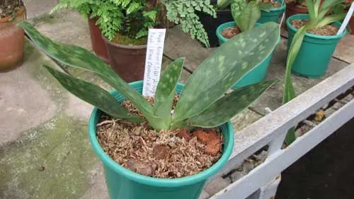 Paphiopedilum Somers Isles 'Ho Peng' x Paphiopedilum (Alma Gavaert x Mishima Citron) 'Daya'