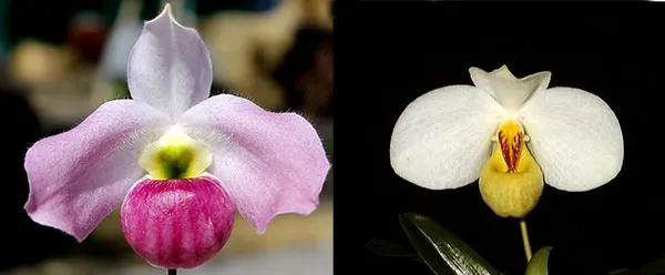 Paphiopedilum emersonii '#1' x Paphiopedilum vietnamense '#5'