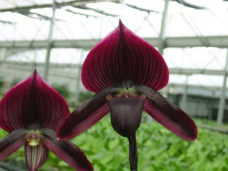 Paphiopedilum Pulsar 'Grande' x Paphiopedilum Macabre 'Elim'