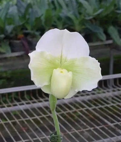 Paphiopedilum In-Charm Greenery 'In-Charm' x Paphiopedilum In-Charm White 'Tai Min'