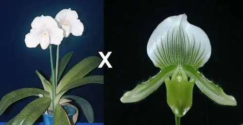 Paphiopedilum Alma Gavaert 'H.B' x Paphiopedilum In-Charm White 'Chao Chou'