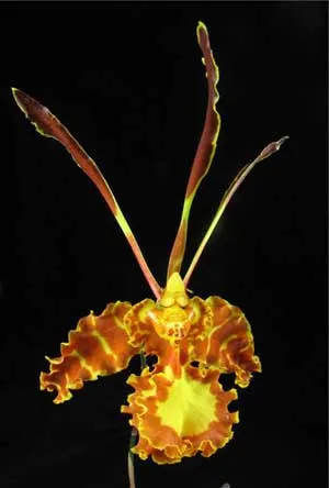 Psychopsis Kalihii 'Big'