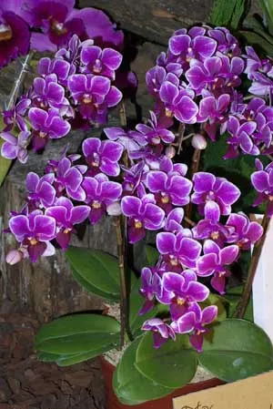 Doritaenopsis Hsinying Yenlin 'Akemi'