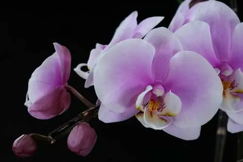 Doritaenopsis Hsinying Maki 'Shot Gun'