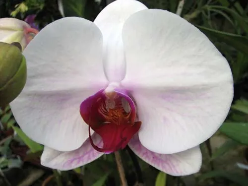 Doritaenopsis (Hsinying Mount 'BD' x Hsinying Downtown)