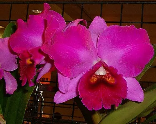 Brassolaeliocattleya Princess Masako 'Miyabi' (Rlc. Don De Michaels x C. Jose Dias Castro)