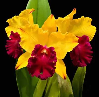 Brassolaeliocattleya Tainan Gold 'Canary' (Toshie Aoki x Waianae Princess)