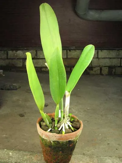 Brassolaeliocattleya Tainan Gold 'Canary' (Toshie Aoki x Waianae Princess)