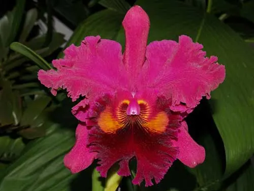 Brassolaeliocattleya Sanyung Ruby 'Kuang Lung' (Waianae Coast x Chia Lin)