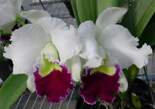 Laeliocattleya Orglade's Grand 'Yu Chang Beauty' (Mildred Rives x Persepolis)