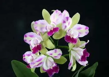 Brassolaeliocattleya Village Chief North 'Green Genuie'