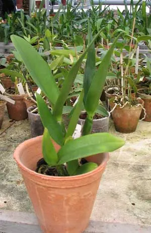 Brassolaeliocattleya Village Chief North 'Green Genuie'