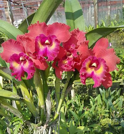 Laeliocattleya Tainan City 'General' (Royal Emperor x Waianae Sunset)