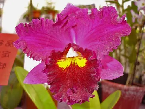 Potinara Shinfong Honey 'KS' (Chian-Tzy General x Prosperous Lee)