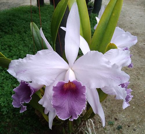 Цветение орхидеи Laeliocattleya Canhamiana coerulea 'Azure Skies'