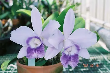 Laeliocattleya Mini Purple 'Blue Pacific' (pumila x walkeriana)