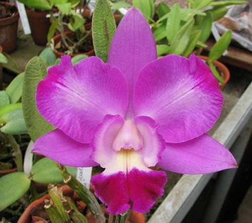 Laeliocattleya Nora's Melody 'Hsinying' (Love Knot x Little Dipper)