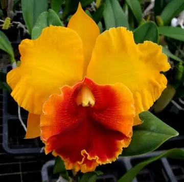 Brassolaeliocattleya Chan Hsiu Gold 'Fuji' (Chunyeah x Mem. Ong Wen-Mo)