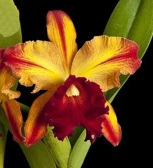 Brassolaeliocattleya Toshie Aoki 'Pizazz Subv OC' (Blc. Faye Miyamoto x Blc. Waianae Flare)