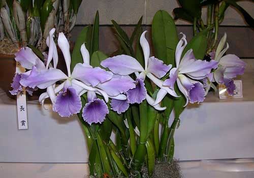Laeliocattleya C G Roebling 'Blue Indigo' (Cattleya gaskelliana x Laelia purpurata)