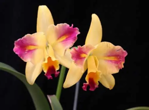 Laeliocattleya Tokyo Magic 'Kitty' (lrene Finney x briegeri)