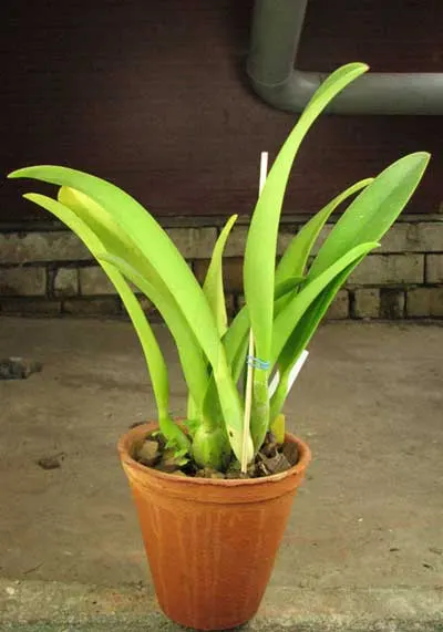 Laeliocattleya Tokyo Magic 'Kitty' (lrene Finney x briegeri)