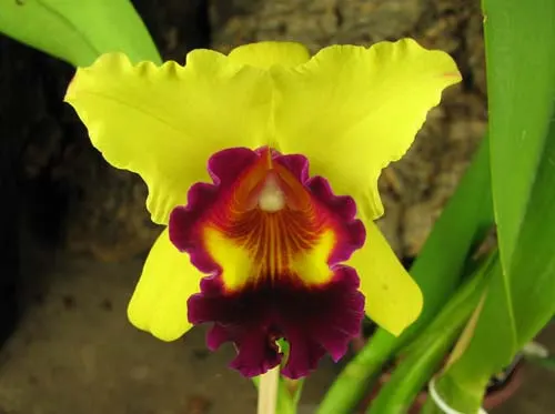 Brassolaeliocattleya Toshie's Magic 'Hsinying' (C. Tokyo Magic x Rlc. Toshie Aoki)