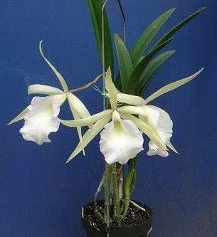 Brassavola Jiminy Cricket 'Superbug' (Brassavola nodosa x Rhyncholaelia digbyana)