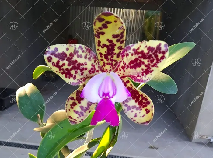 Cattleya Green Emerald 'Orchid Queen' (Cattleya Elizabeth Mahon x Cattleya Thospol Spot)