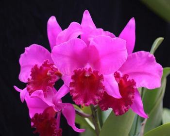 Brassolaeliocattleya Hsinying Home Run 'Ching Hua'