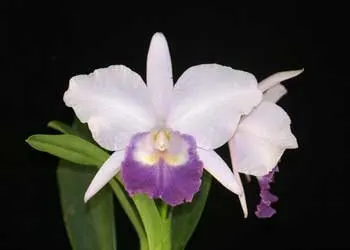 Laeliocattleya Kazuko Takamatsu 'Seto Blue'