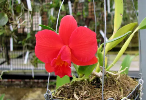 Sophrolaeliocattleya Pink Doll 'Garnet Sea' (Slc. Tangerine Jewel x L. pumila)