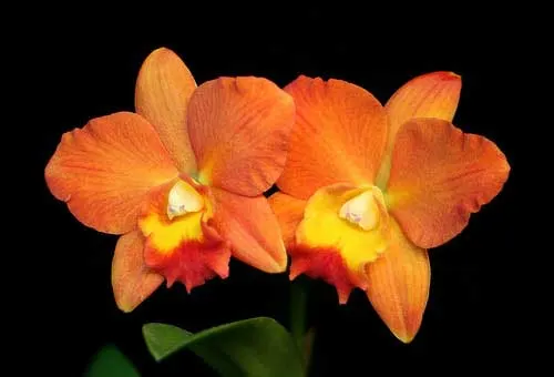 Potinara Samantha Duncan 'Orange Tart' (Slc. Little Precious x Pot. Hawaiian Prominence)