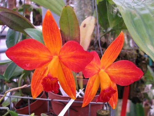 Potinara Love Tapestry 'Popular Song' (Sl. Psyche x Blc. Love Sound)