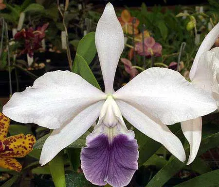 Laeliocattleya Tahoe Rose fma. coerulea 'G.C.' ( walkeriana x purpurata)