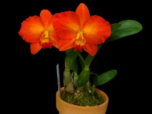 Potinara Angel Kiss 'No.5' (Blc. Love Sound x S. coccinea)
