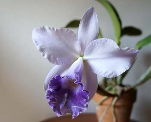 Cattleya Blue Velvet 'Surprise' (C. Kazuko Takamatsu x C. Mini Purple)